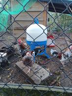 2 raszuivere Doornikse kriel haantjes, Dieren en Toebehoren, Pluimvee, Mannelijk, Kip