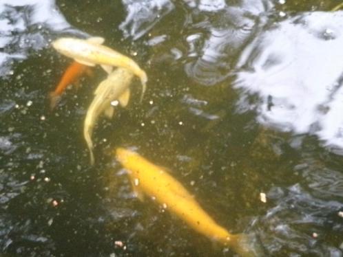 vijvervissen te koop!, Dieren en Toebehoren, Vissen | Vijvervissen, Karper of Koi