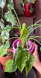 Alocasia Cucullata Mint Variegated, Huis en Inrichting, Kamerplanten, Ophalen of Verzenden