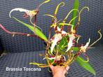 Geurige Orchidee Brassia Toscana, Ophalen of Verzenden