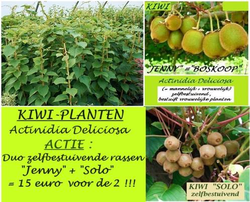 PLANTES KIWI PROMO!  = 15€ PAR DUO "JENNY" + "SOLO", Jardin & Terrasse, Plantes | Jardin, Plante fixe, Plantes fruitières, Printemps