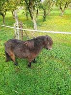 2 mini schetland merrietjes, Dieren en Toebehoren, Pony's