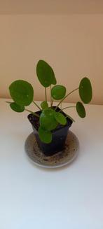 Pannenkoekenplant, Huis en Inrichting, Kamerplanten, Ophalen