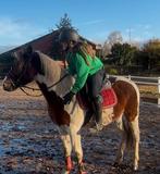 Hele brave Dpony van 5 jaar en 145, Dieren en Toebehoren, Ophalen, Zo goed als nieuw