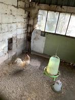 Gratis Poule de bresse haan, Dieren en Toebehoren, Mannelijk, Kip