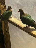 Groenvleugel duiven, Dieren en Toebehoren, Vogels | Parkieten en Papegaaien, Meerdere dieren, Geringd