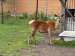 te koop gezocht hinde edelhert, Januari, Meerdere dieren