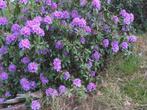 “Wilde” Rhododendrons gezocht, Tuin en Terras, Planten | Tuinplanten, Ophalen of Verzenden