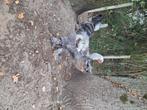 Brahma meerzomig zilver blauw haan, Dieren en Toebehoren, Mannelijk, Kip