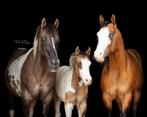 Knap APHA hengstenveulen, Dieren en Toebehoren, Paarden, Gechipt