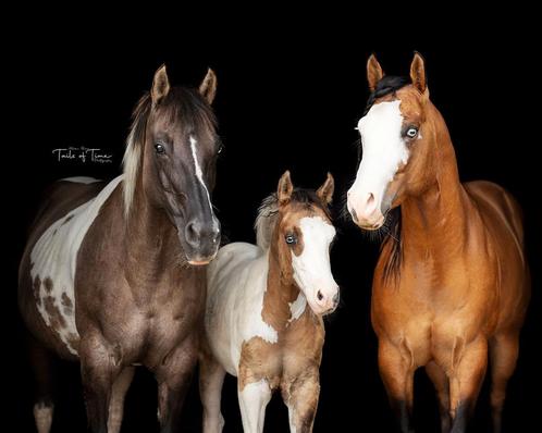 Knap APHA hengstenveulen, Dieren en Toebehoren, Paarden, Gechipt, Ontwormd