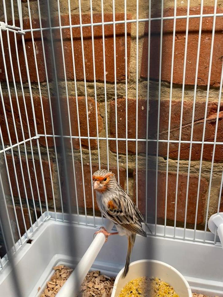 A vendre 1 magnifique canaris mâles de 2025 avec une bague, Animaux & Accessoires, Oiseaux | Canaris, Canari de couleur, Mâle