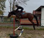 3,5j springpaard uit goede bloedlijn, Dieren en Toebehoren, Paarden, Merrie, Springpaard, Zadelmak, 3 tot 6 jaar