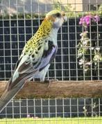 mooie jonge bleekkoprosella (pop), Geringd