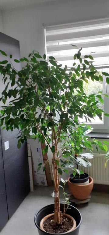 > Ficus benjamina – 160 cm – boompjesmodel – met of zonder p beschikbaar voor biedingen