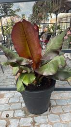 Bananenplant maurelli, Ophalen, Vaste plant, Volle zon