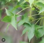 Liquidambar styraciflua sweetgum, Ophalen