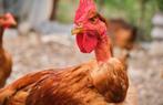 hanen, Dieren en Toebehoren, Pluimvee