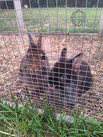 Lieve konijntjes met kooi en toebehoren, Mannelijk, Klein, 0 tot 2 jaar