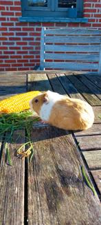 cavia, Dieren en Toebehoren, Knaagdieren, Cavia