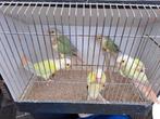 Pyrrhura, Dieren en Toebehoren, Parkiet, Geringd