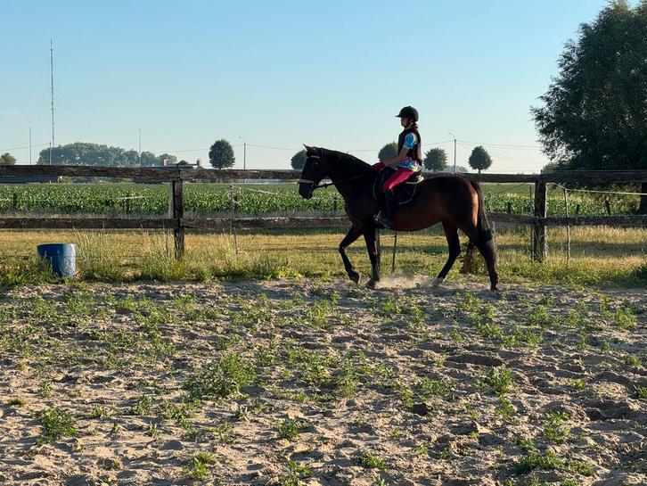 Alle manspaard, Dieren en Toebehoren, Paarden, Merrie, 11 jaar of ouder, Met stamboom, Gechipt, Ontwormd, Ingeënt