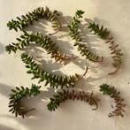 Grandes boutures d’orpin rouge 1€/pc, Enlèvement, Plante succulente