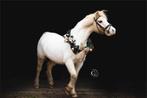 Mooie B pony (Bixie), Dieren en Toebehoren, Gechipt, Ruin, Niet van toepassing, B pony (1.17m tot 1.27m)