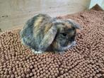 Nhd konijntjes, Animaux & Accessoires, Lapins, Femelle, Nain, Oreilles tombantes, 0 à 2 ans