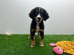 Berner Sennen pups, Dieren en Toebehoren, Honden | Bulldogs, Pinschers en Molossers, België, Meerdere, Fokker | Professioneel