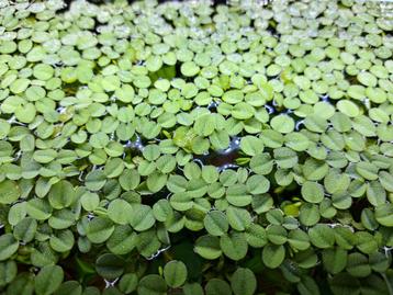 Salvinia Minima (plante flottante) beschikbaar voor biedingen