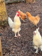 Gratis witte haan., Dieren en Toebehoren, Pluimvee, Mannelijk
