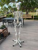 ANATOMISCH SKELET (ideaal voor lessen anatomie,fysiologie,…), Diversen, Ophalen, Zo goed als nieuw