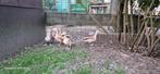 Blonde roodschoudertaling, Dieren en Toebehoren