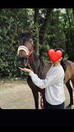 paard gezocht, Dieren en Toebehoren, Paarden, Merrie, Niet van toepassing, 7 tot 10 jaar, Ingeënt