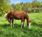 Paint merrie veulen, Dieren en Toebehoren