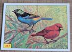 Oude Panini sticker reeks Vogels, Verzamelen, Ophalen of Verzenden, Zo goed als nieuw, Dier en Natuur