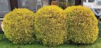 3 Coniferen, ca 100cm hoog en 70 - 80cm breed. Gratis!!!, Jardin & Terrasse, Plantes | Arbustes & Haies, Enlèvement ou Envoi