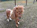 Shetlandpony hengst te koop, Dieren en Toebehoren, Gechipt, Hengst, A pony (tot 1.17m), 3 tot 6 jaar