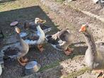 Boeren ganzen, Dieren en Toebehoren, Pluimvee, Meerdere dieren, Gans of Zwaan