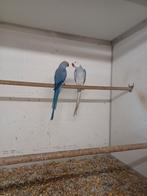 Te koop halsbandparkieten, Parkiet, Geringd