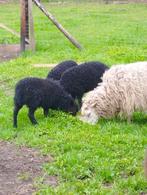 Mini schapen Skudde 2025, Dieren en Toebehoren, Schapen, Geiten en Varkens, Meerdere dieren, Schaap, 0 tot 2 jaar