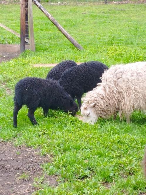Mini schapen Skudde 2025, Dieren en Toebehoren, Schapen, Geiten en Varkens, Schaap, Meerdere dieren, 0 tot 2 jaar