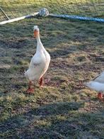 Œufs à incuber : canards blancs indiens
