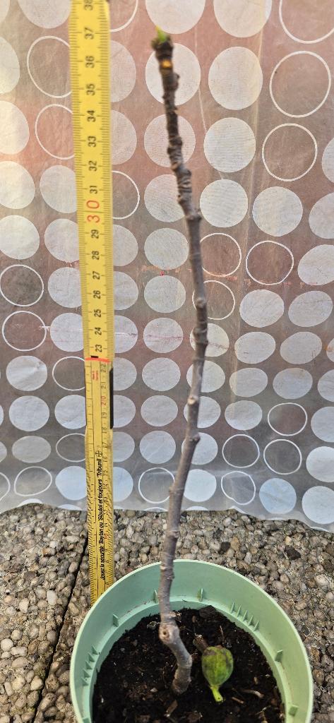 Vijgenboom Ficus Carica, Tuin en Terras, Planten | Fruitbomen, Vijgenboom, Volle zon, Lente, In pot, Ophalen