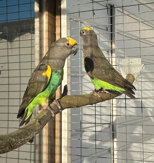 Kweekkoppel meyer papegaai, Dieren en Toebehoren, Vogels | Parkieten en Papegaaien, Papegaai, Meerdere dieren, Geringd