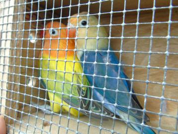 agapornis, Dieren en Toebehoren, Meerdere dieren, Dwergpapegaai of Agapornis