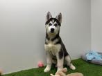 Chiots Husky de Sibérie, Animaux & Accessoires, Hépatite contagieuse (maladie de Rubarth), Plusieurs, Chien de traîneau, Belgique