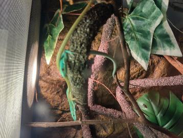 Smaragdlangstaarthagedis te koop man met mooi terrarium beschikbaar voor biedingen
