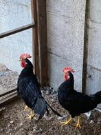 Leghorn, Dieren en Toebehoren, Pluimvee, Meerdere dieren, Kip